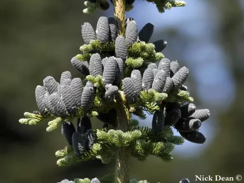 Abies amabilis - Sapin gracieux, Sapin du Pacifique