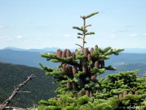 Abies balsamea var. phanerolepis - Sapin de Canaan