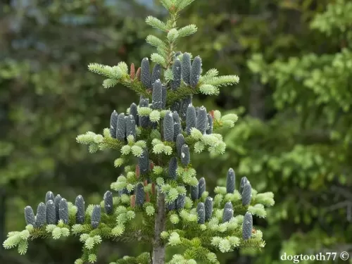 Abies balsamea - Sapin baumier, Baume du Canada, Sapin du Canada