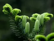 Abies beshanzuensis