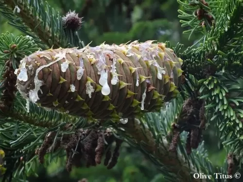 Abies bornmuelleriana - Sapin de Bornmüller, Sapin de Turquie