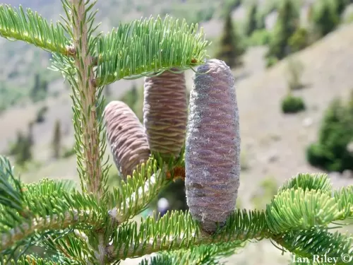 Abies cilicica - Sapin de Cilicie, Sapin d'Asie  