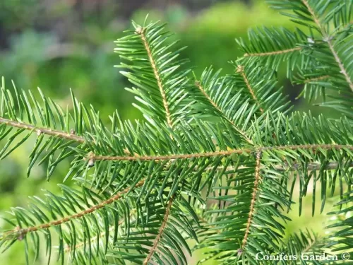 Abies durangensis var. coahuilensis - Sapin du Coahuila