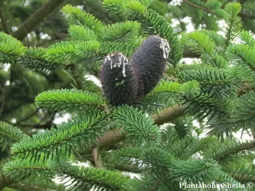 Abies delavayi - Sapin de Delavay