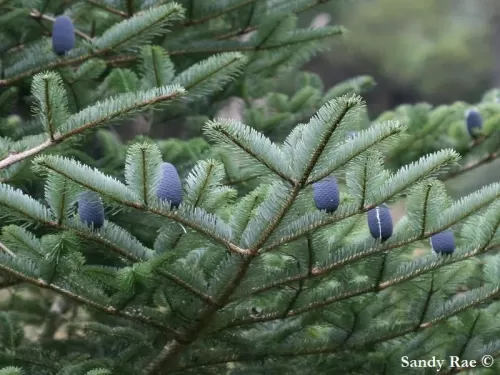 Abies densa - Sapin du Bhoutan