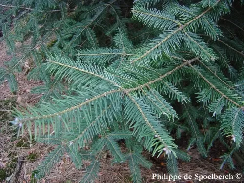 Abies durangensis - Sapin de Durango