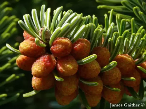 Abies equi-trojani - Sapin de Troie