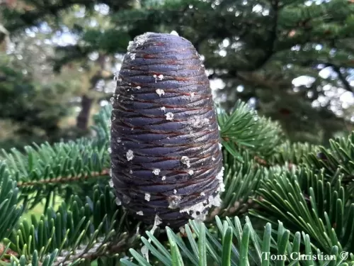 Abies recurvata var. ernestii - Sapin de Ernest