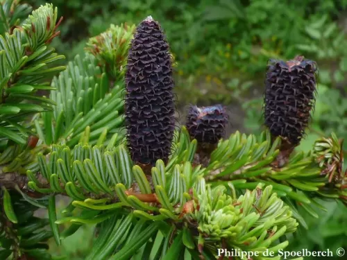 Abies fabri - Sapin de Faber