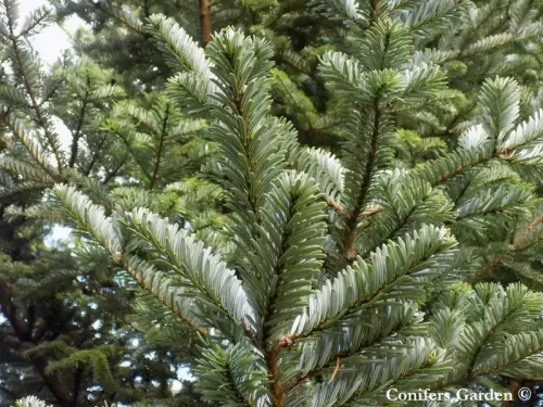 Abies fanjingshanensis - Sapin du Fanjingshan
