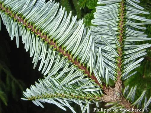 Abies fargesii - Sapin de Farges