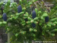 Abies fargesii var. faxoniana 