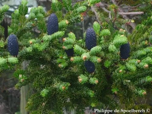 Abies fargesii var. faxoniana - Sapin de Faxon