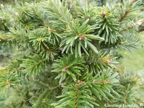 Abies forrestii var. ferreana - Sapin de Ferré
