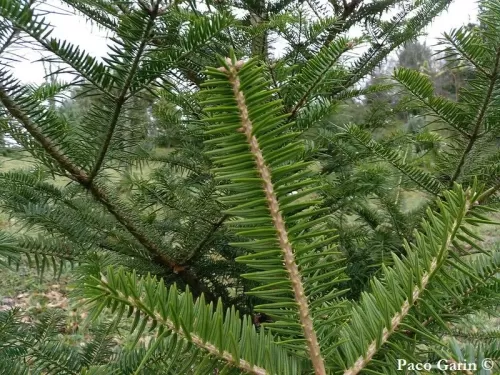 Abies firma - Sapin de Momi, Sapin du Japon
