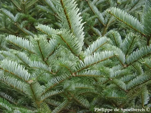 Abies forrestii - Sapin de Forrest