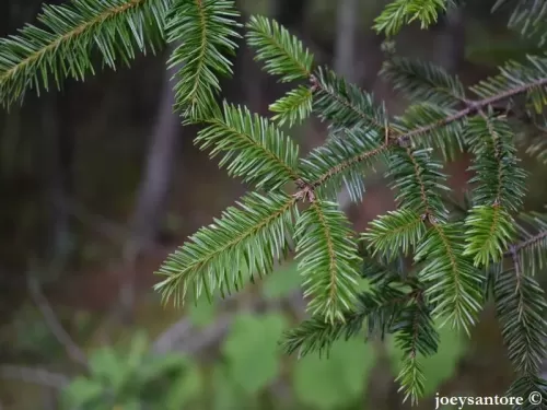 Abies hickelii - Sapin de Hickel