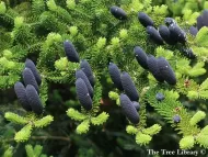 Abies homolepis 