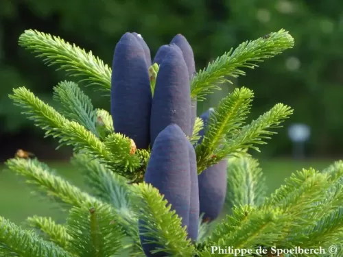 Abies kawakamii - Sapin de Taiwan