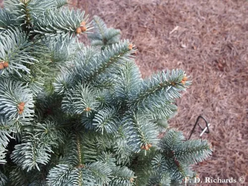 Abies lasiocarpa var. arizonica - Sapin liège de l'Arizona