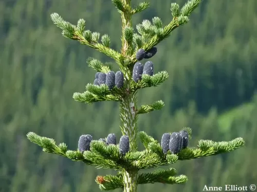 Abies lasiocarpa - Sapin subalpin, Sapin de Lobb, Sapin des Montagnes Rocheuses