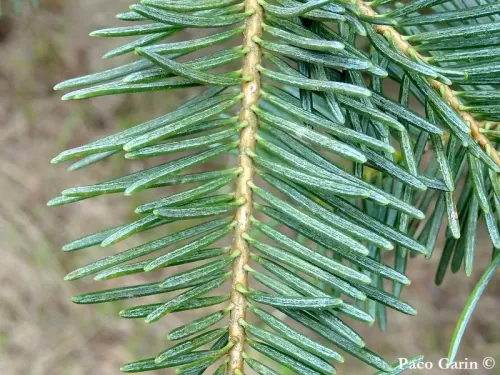 Abies concolor var. lowiana - Sapin de Low