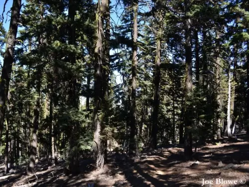 Abies magnifica var. shastensis - Sapin rouge de Shasta 