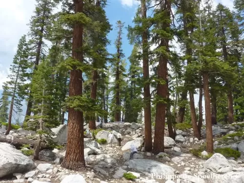 Abies magnifica - Sapin rouge, Sapin rouge de Californie