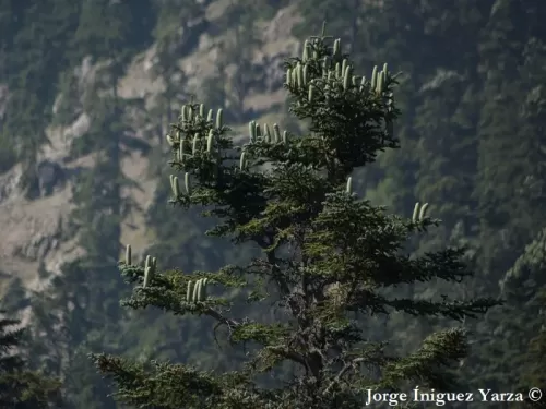Abies pinsapo var. marocana - Sapin du Maroc, Sapin du Rif