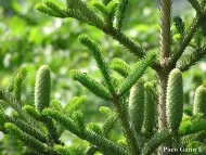Abies nebrodensis 