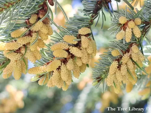 Abies nordmanniana - Sapin de Nordmann, Sapin du Caucase
