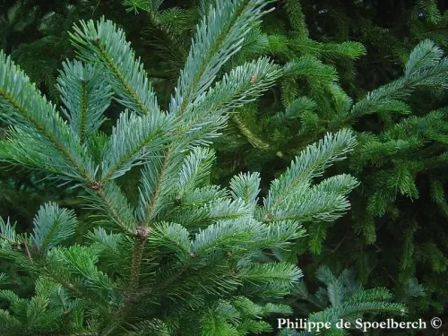 Abies sachalinensis - Sapin de Sakhaline, Sapin de Sachalin