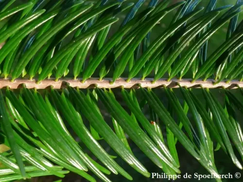 Abies chensiensis subsp. salouenensis - Sapin du Salween