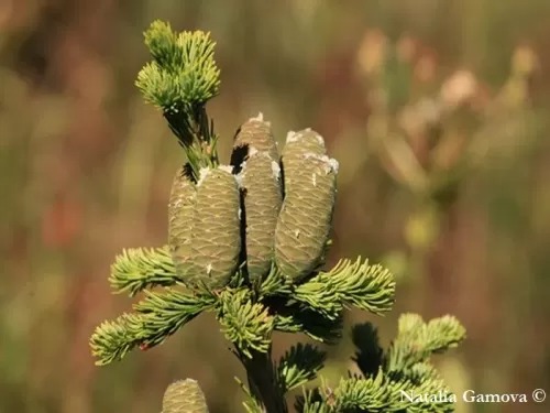 Abies sibirica - Sapin de Sibérie
