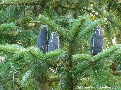 Abies spectabilis - Sapin de Webb, Sapin de l'Himalaya oriental