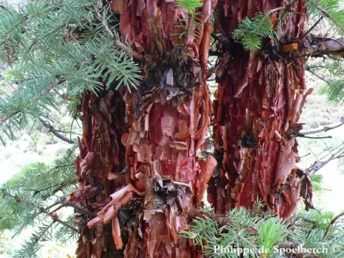 Abies squamata - Sapin écailleux, Sapin de Chine