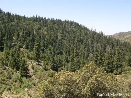 Abies pinsapo var. tazaotana - Sapin de Tazaot