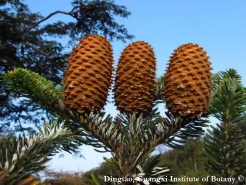 Abies yuanbaoshanensis - Sapin du Yuanbaoshan
