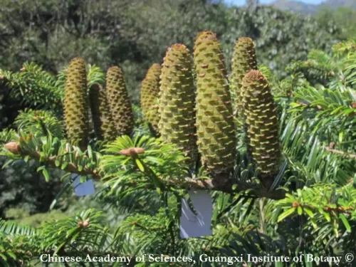 Abies ziyuanensis - Sapin du Ziyuan