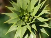 Araucaria