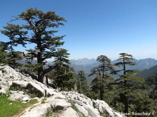 Cedrus libani - Cèdre du Liban, Cèdre d'Orient, Cèdre de Salomon
