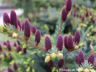 Picea alcoquiana