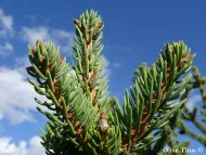 Picea aurantiaca