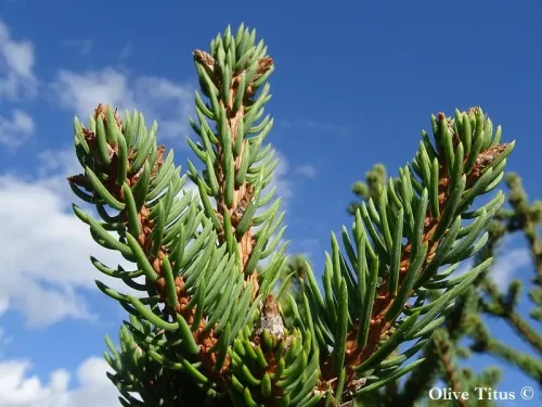 Picea aurantiaca - Épicea orange