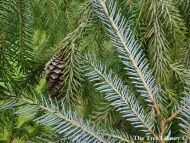 Picea brachytyla