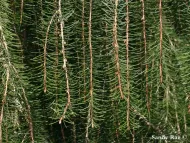 Picea breweriana