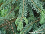 Picea chihuahuana