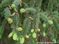 Picea crassifolia