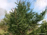 Picea glehnii