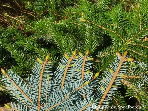 Picea jezoensis - Épicéa du Japon
